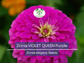Zinnia Seeds 100 Violet Queen Purple Flower Annual Pollinator Magnet Non-GMO Butterfly Hummingbird