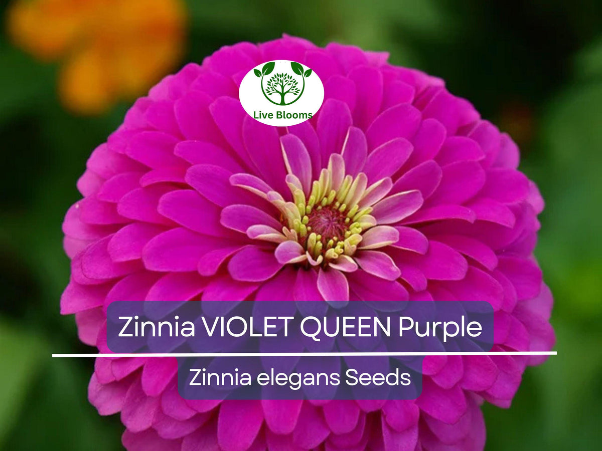 Zinnia Seeds 100 Violet Queen Purple Flower Annual Pollinator Magnet Non-GMO Butterfly Hummingbird