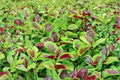 Edible Amaranth Seeds | Red Stripe Leaf & Red Beauty Tricolor | Heirloom, Fast Growing, Ornamental & Nutritious | Amaranthus tricolor