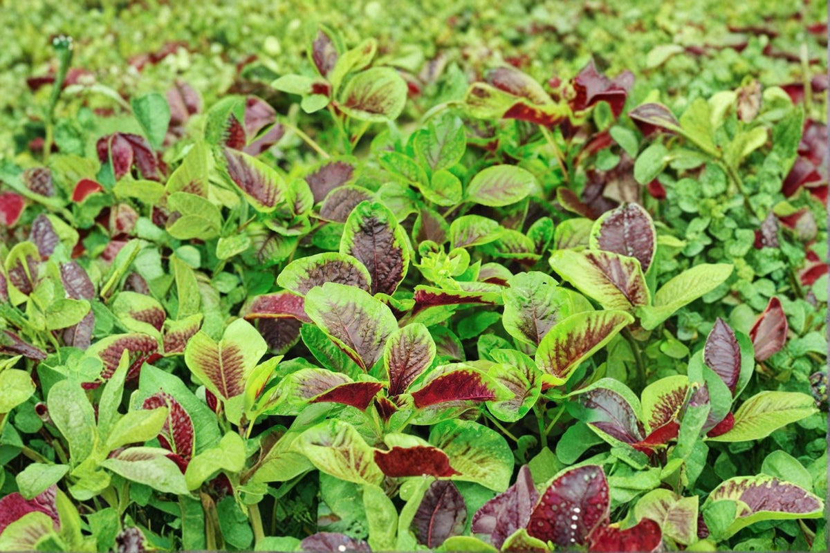 Edible Amaranth Seeds | Red Stripe Leaf & Red Beauty Tricolor | Heirloom, Fast Growing, Ornamental & Nutritious | Amaranthus tricolor