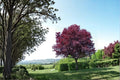 Cistena Plum Live Plants - 2 Pack, Purple Leaf Ornamental Tree, Prunus cerasifera, Pink Spring Blossoms, Compact Growth