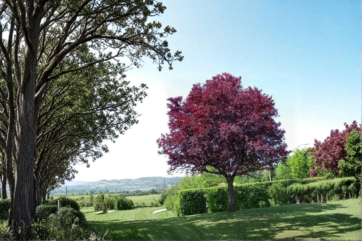 Cistena Plum Live Plants - 2 Pack, Purple Leaf Ornamental Tree, Prunus cerasifera, Pink Spring Blossoms, Compact Growth