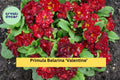 Primula Belarina ‘Valentine’ – Double Red Primrose Live Perennial Plant in 5.25” Pot for Garden, Patio, or Border