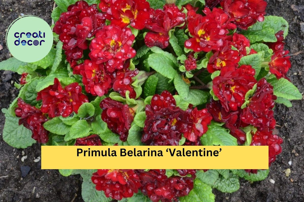 Primula Belarina ‘Valentine’ – Double Red Primrose Live Perennial Plant in 5.25” Pot for Garden, Patio, or Border