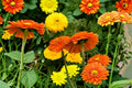Calendula Seeds – Pacific Beauty Orange, Bright Hardy Annual, Pollinator-Friendly Flower, Calendula officinalis, 100 Seeds