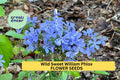 Wild Sweet William Phlox Seeds – 100+ Lavender-Purple Blooms – Shade-Tolerant Native Perennial for Woodland Gardens & Pollinator Beds