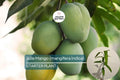 Julie Mango Tree Seedling | Tropical Fruit Plant for Small Spaces | Mangifera indica | 1’-2’ Starter Plant