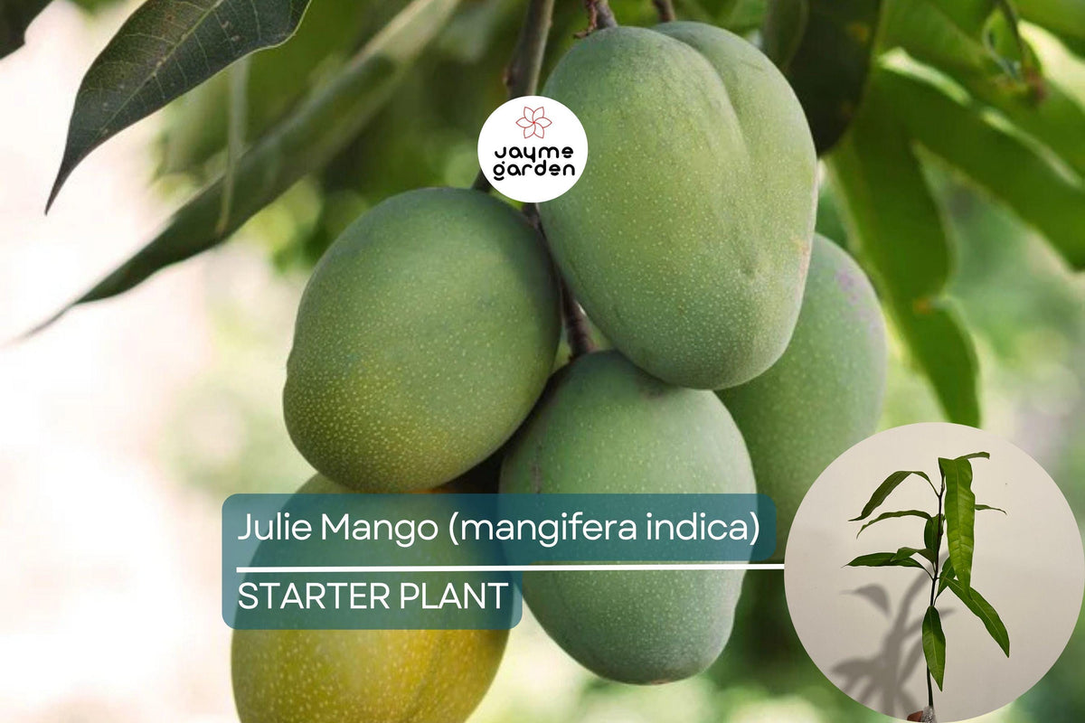 Julie Mango Tree Seedling | Tropical Fruit Plant for Small Spaces | Mangifera indica | 1’-2’ Starter Plant
