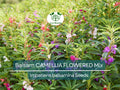 Balsam Camellia Flowered Mix Seeds – Impatiens Balsamina, Double Blooms, Part Shade, Non-GMO, Vibrant Garden Flowers, 200 Seeds