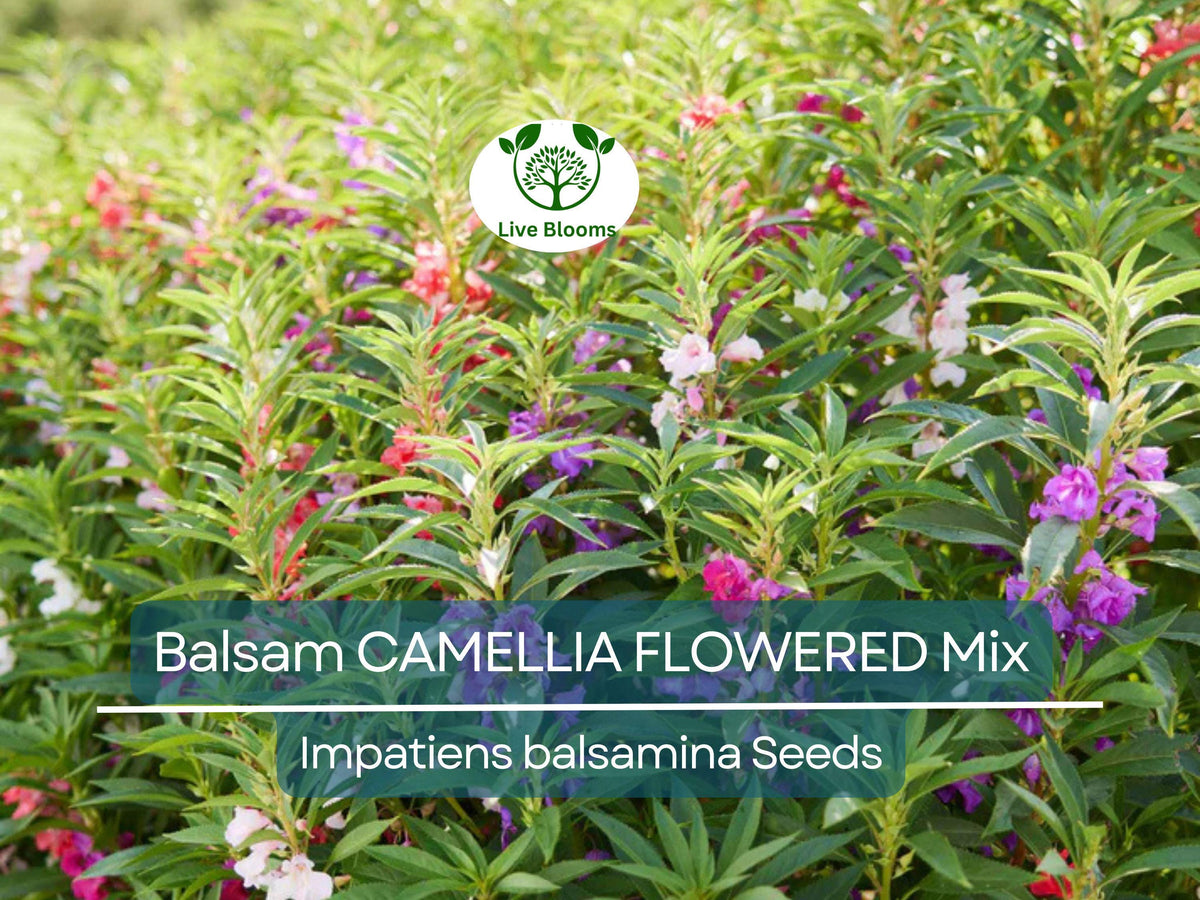 Balsam Camellia Flowered Mix Seeds – Impatiens Balsamina, Double Blooms, Part Shade, Non-GMO, Vibrant Garden Flowers, 200 Seeds