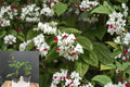 Bleeding Heart Vine Rooted Starter Plant Clerodendrum thomsoniae Red & White Flowers, Tropical Climbing Vine