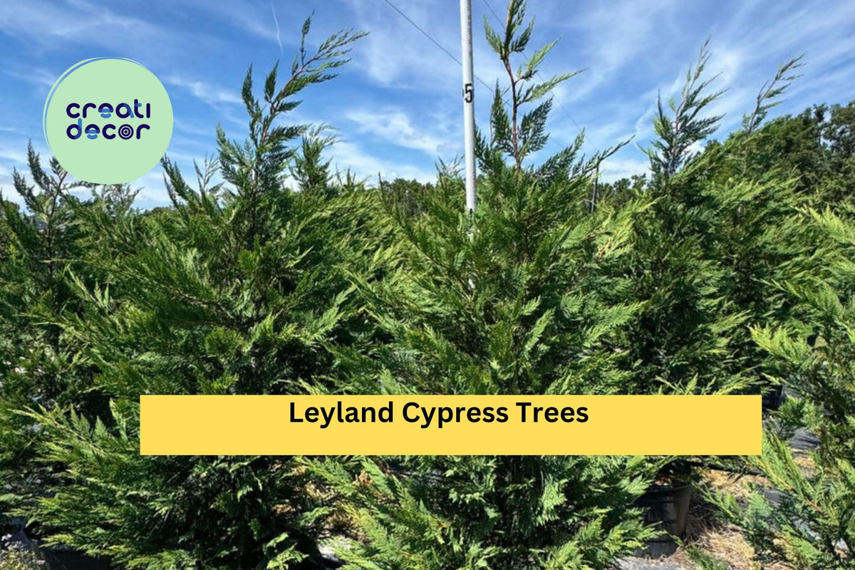 Leyland Cypress Trees Set of 3 Bare Root Evergreen Privacy Hedge Windbreak Landscaping × Cuprocyparis leylandii