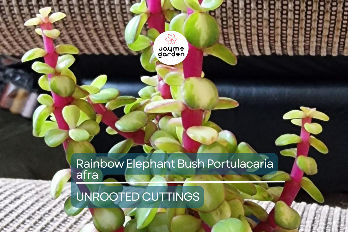 20 Rainbow Elephant Bush Succulent Cuttings - Portulacaria afra Live Plants for Propagation, Drought-Resistant Indoor and Outdoor Plant