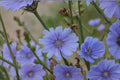 Blue Chicory Seeds – Cichorium intybus, Pollinator Friendly, Edible Wildflower, Drought Tolerant, 100 Seeds