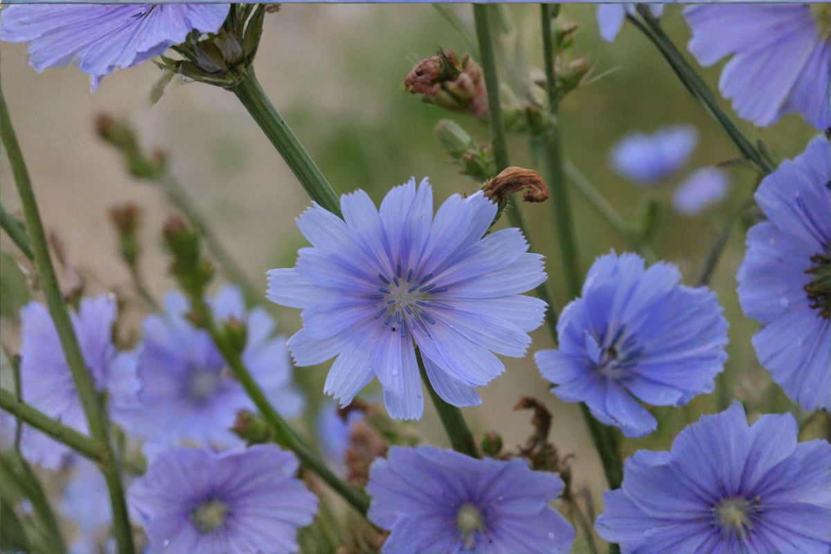 Blue Chicory Seeds – Cichorium intybus, Pollinator Friendly, Edible Wildflower, Drought Tolerant, 100 Seeds