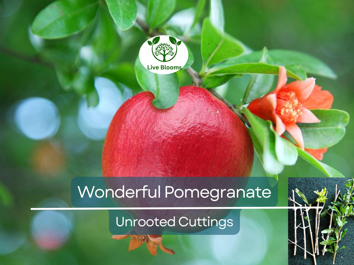 Organic Pomegranate Unrooted Cuttings 9" - Punica granatum for Propagation, Fruit Tree, Healthy, USDA Zones 7-10