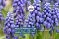 Muscari Armeniacum Bulbs - Blue Grape Hyacinth, Spring Blooming, Deer Resistant, Award-Winning, Perfect for Borders & Rock Gardens