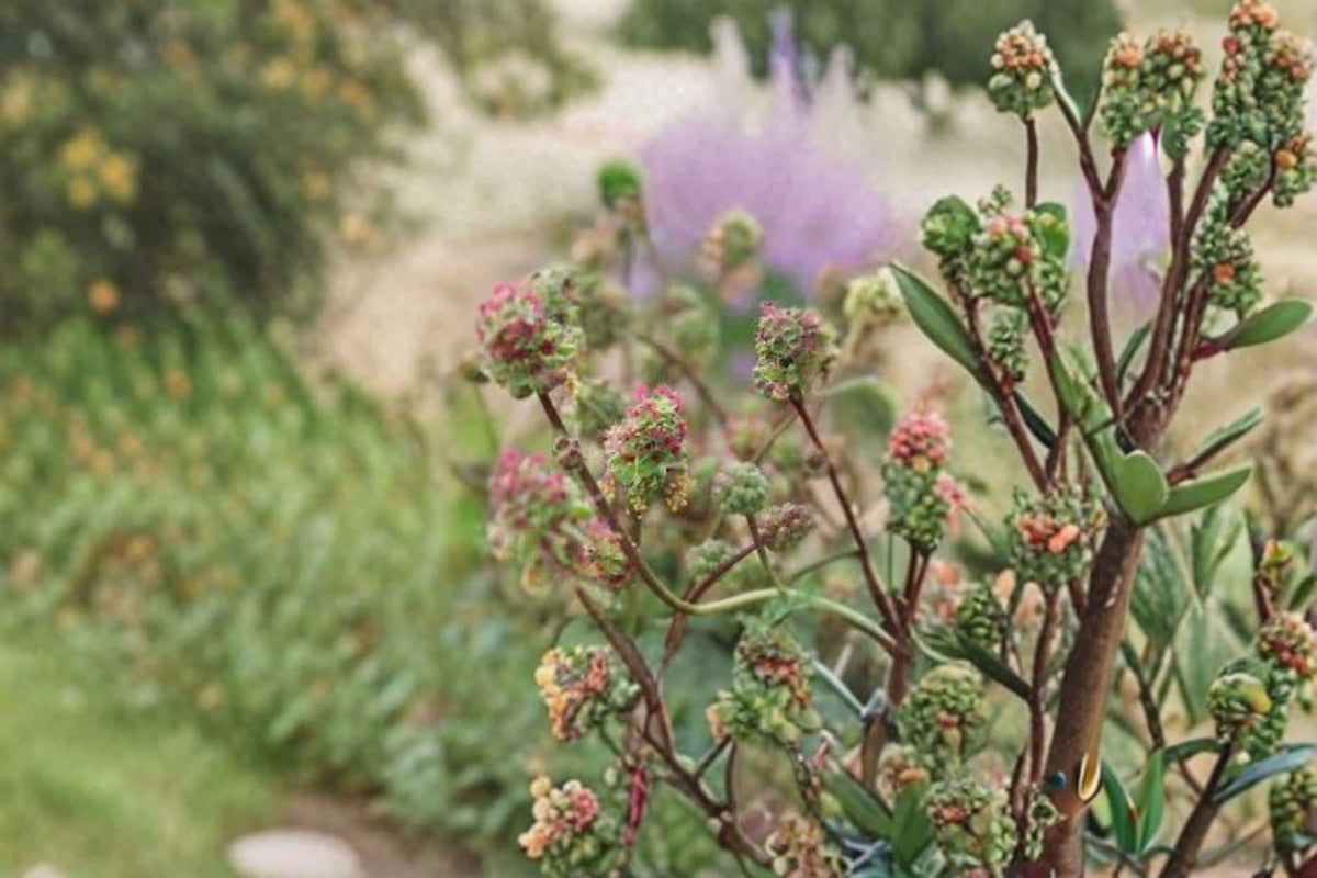 Small Burnet Seeds – Sanguisorba minor Perennial Herb, Drought Tolerant, Culinary & Medicinal Plant, Pollinator Friendly, 100 Seeds