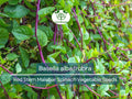 Malabar Spinach Seeds Red Stem 500mg – Heirloom Climbing Vegetable, Edible Greens, Basella alba/rubra for Summer Gardening
