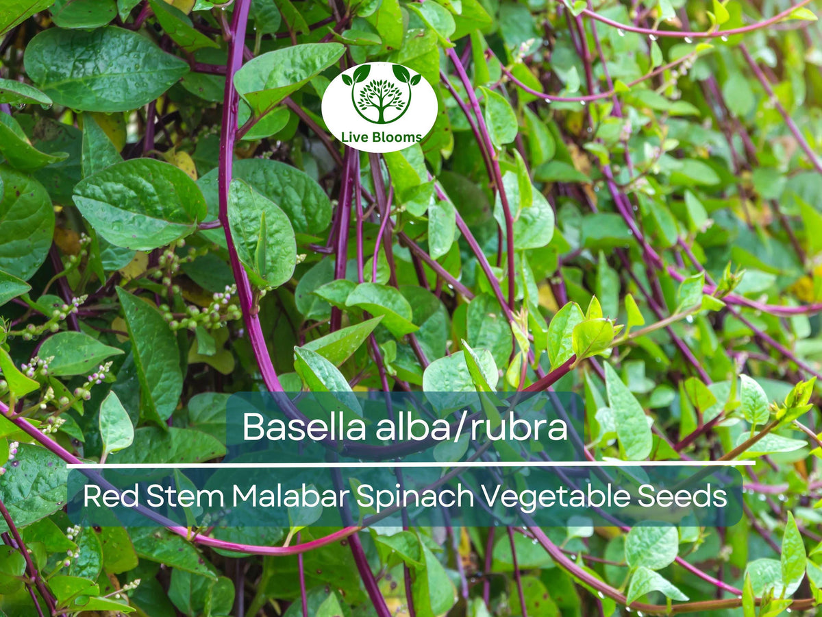 Malabar Spinach Seeds Red Stem 500mg – Heirloom Climbing Vegetable, Edible Greens, Basella alba/rubra for Summer Gardening