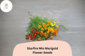 Starfire Mix Marigold Seeds | Tagetes patula | Vibrant Single-Flower Bright Red, Gold, Orange, Yellow for Borders, Pots & Garden