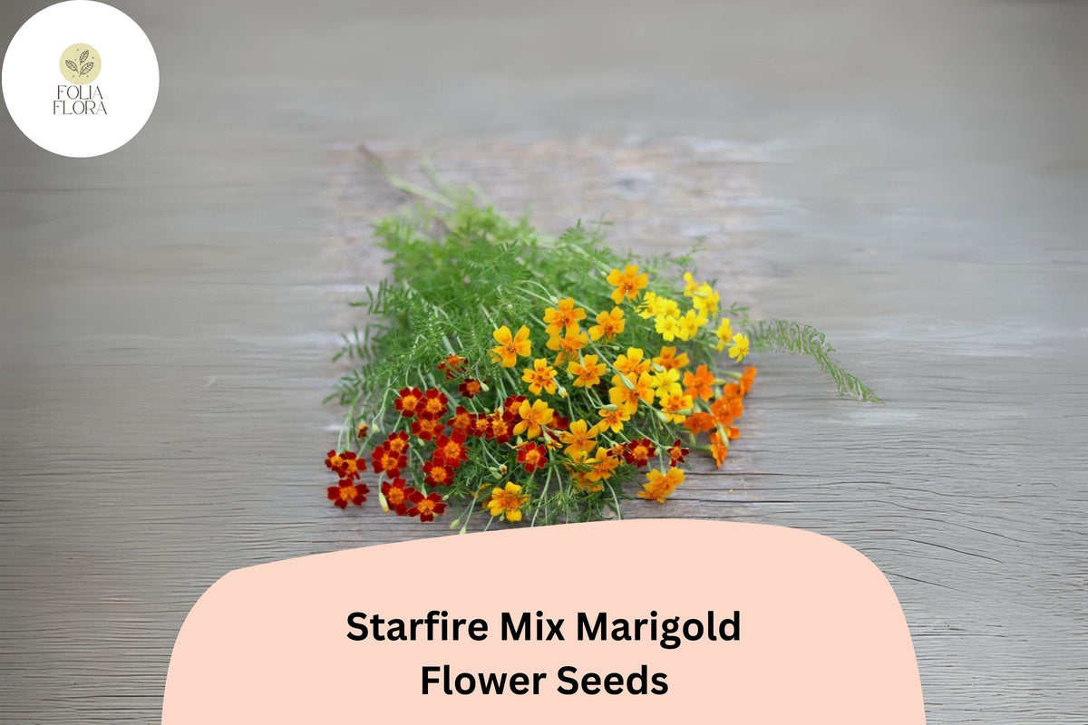 Starfire Mix Marigold Seeds | Tagetes patula | Vibrant Single-Flower Bright Red, Gold, Orange, Yellow for Borders, Pots & Garden