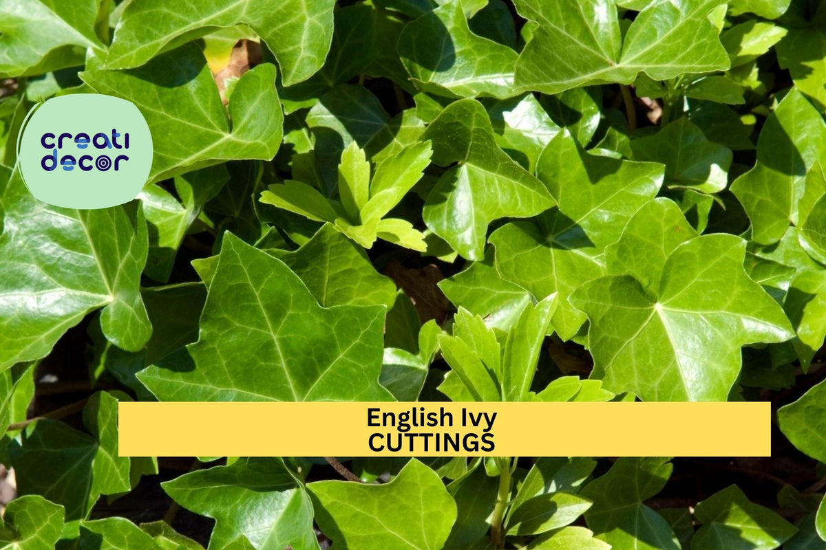 15 English Ivy Cuttings | Hedera helix Evergreen Vine for Ground Cover & Climbing | Cold Hardy Perennial Plant