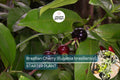 Grumichama Tree Starter Plant | Eugenia brasiliensis | Tropical Fruit Tree with Cherry-Like Sweet-Tart Fruit