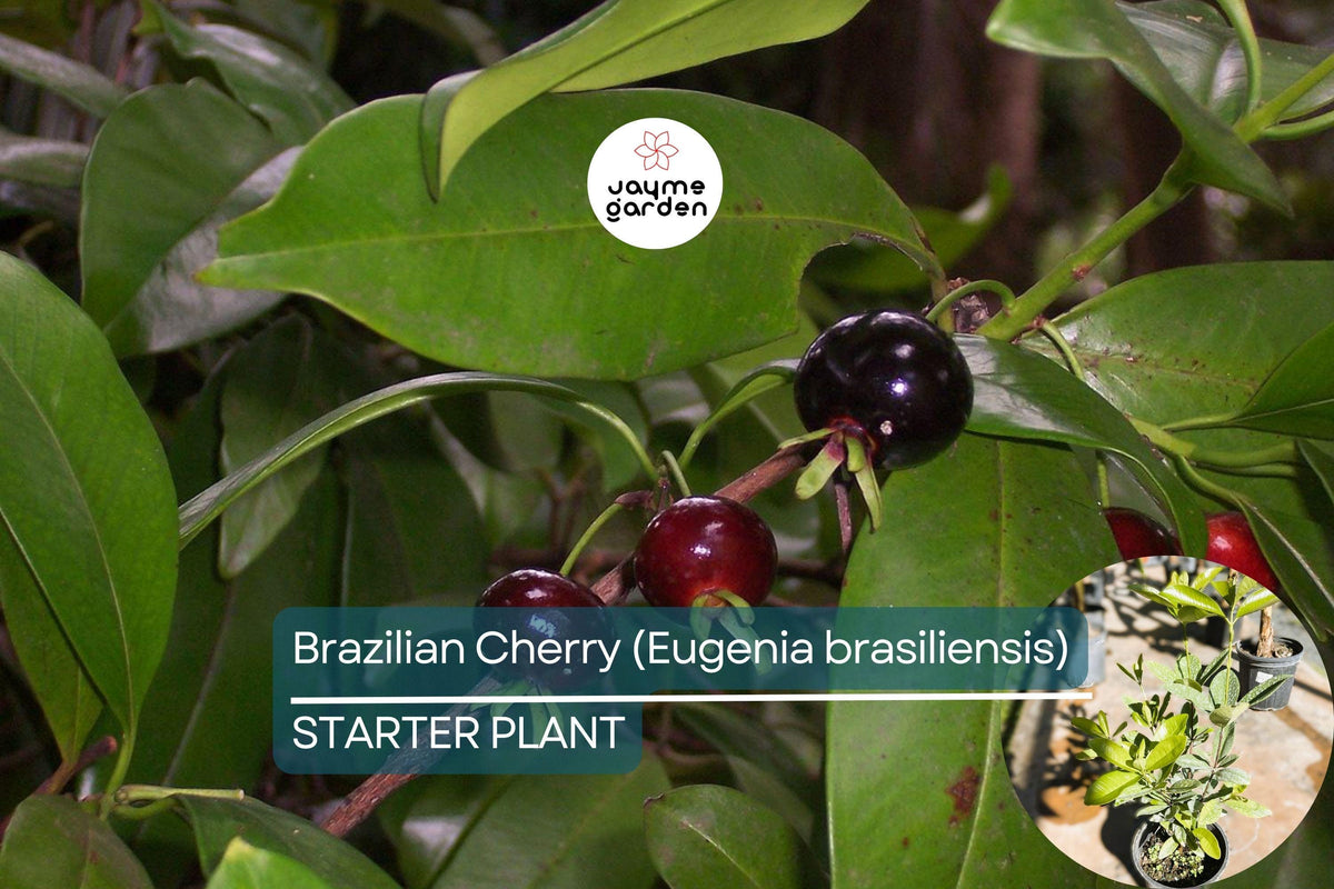 Grumichama Tree Starter Plant | Eugenia brasiliensis | Tropical Fruit Tree with Cherry-Like Sweet-Tart Fruit