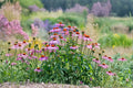 Purple Coneflower Seeds | Native Perennial Wildflower | Echinacea purpurea | Long-Blooming Pollinator Plant