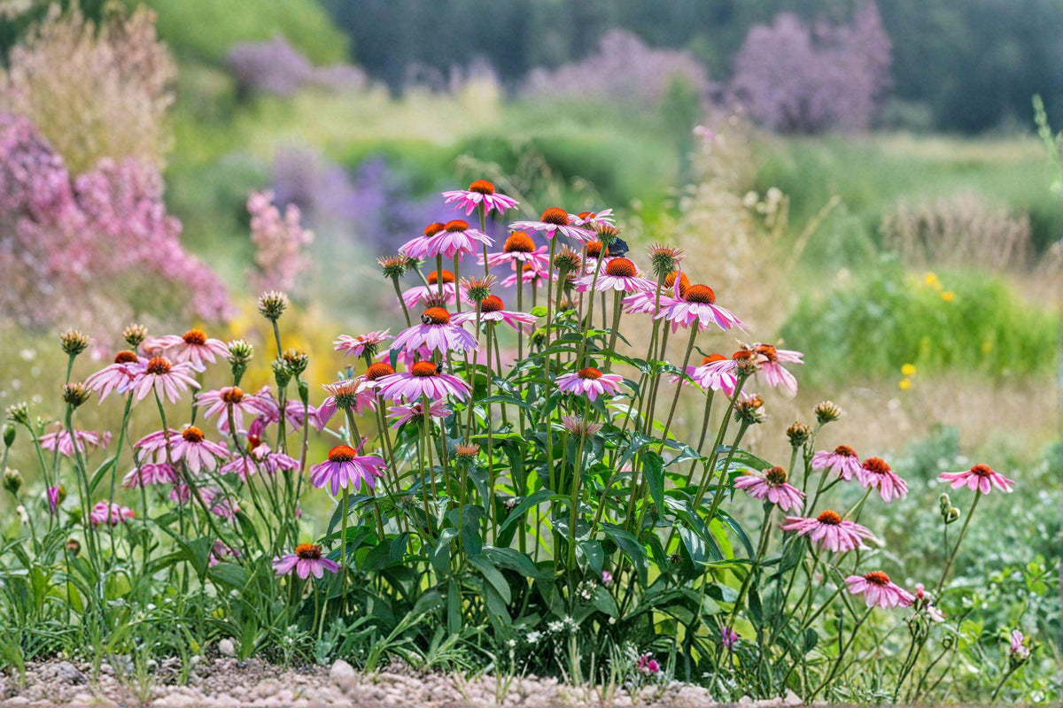 Purple Coneflower Seeds | Native Perennial Wildflower | Echinacea purpurea | Long-Blooming Pollinator Plant