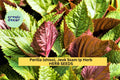 3pcs 500mg Jeok Ssam Ip Perilla Seeds – Korean Shiso Herb with Purple Leaves for Culinary & Garden Growing