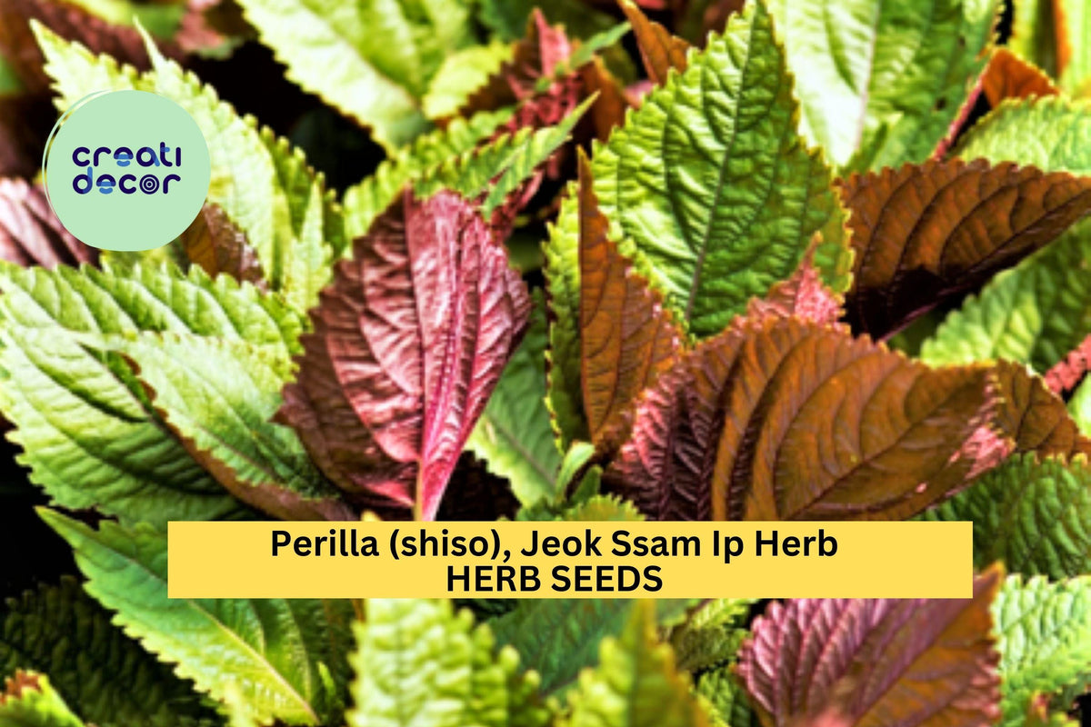 3pcs 500mg Jeok Ssam Ip Perilla Seeds – Korean Shiso Herb with Purple Leaves for Culinary & Garden Growing