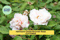 Cecile Brunner Rose Cuttings – 16 Unrooted Pink Fragrant Heirloom Bush Rose Rosa 'Cécile Brunner'