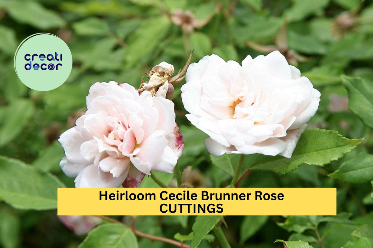 Cecile Brunner Rose Cuttings – 16 Unrooted Pink Fragrant Heirloom Bush Rose Rosa 'Cécile Brunner'