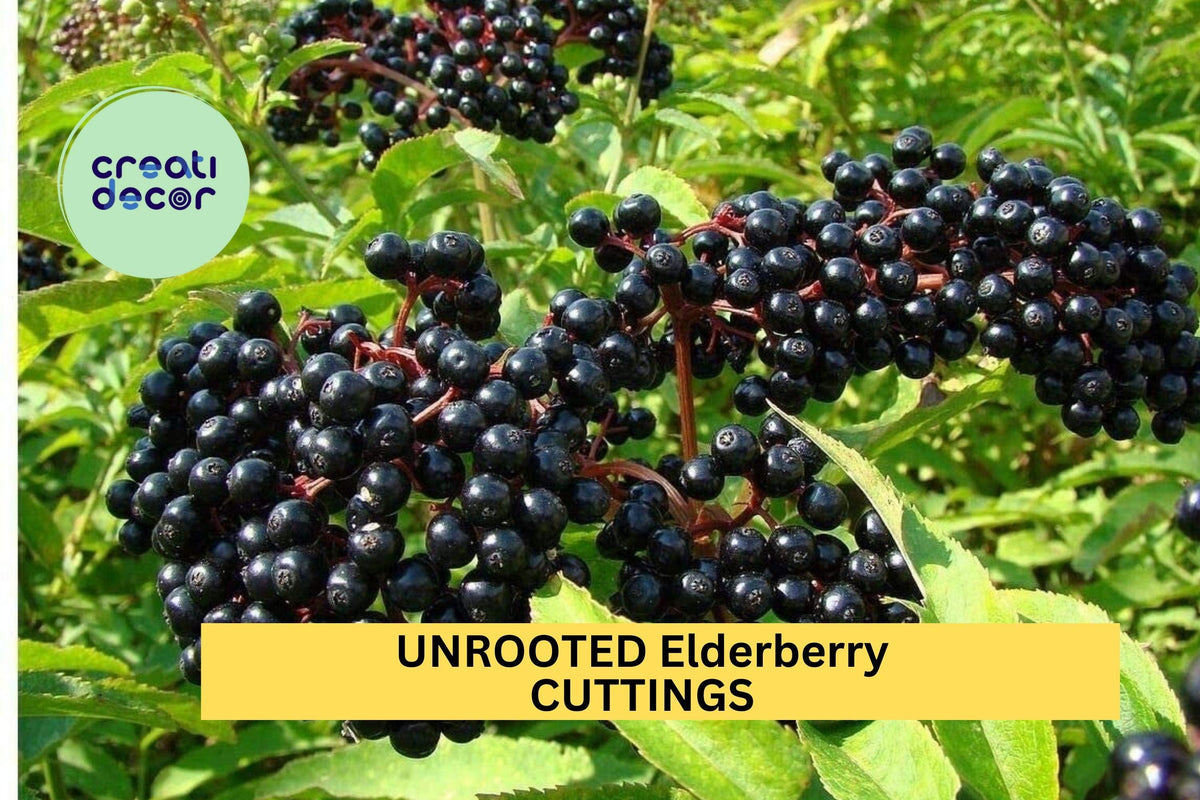 Unrooted Elderberry Cuttings 10-Pack | Sambucus canadensis Native Shrub for Garden, Hedge & Wildlife Planting