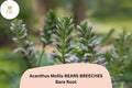 Acanthus mollis Bear’s Breeches Perennial Plant – 12-Inch Purple & White Flowering Garden Border Plant