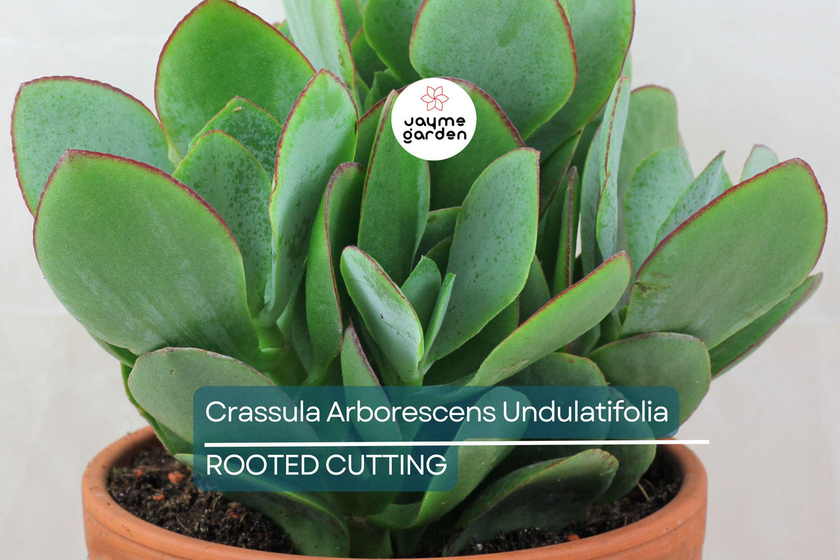 Ripple Jade Succulent - 3" Rooted Plant with Wavy Blue-Green Foliage, Red Edges, Indoor & Outdoor, USDA Zones 9-11