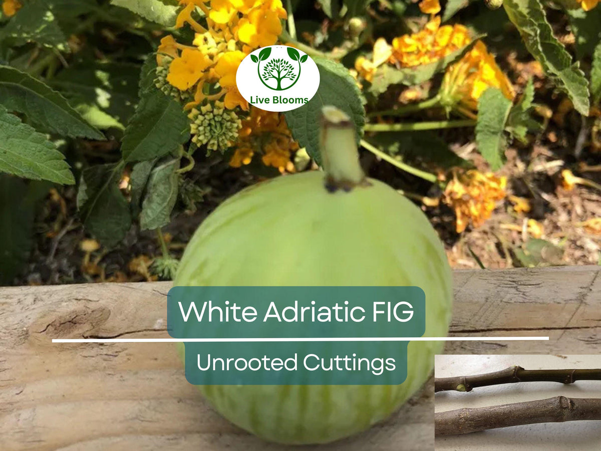 White Adriatic Fig Unrooted Cuttings – 6-8" Ficus carica for Propagation, Home Gardens, Organic, Drought-Tolerant