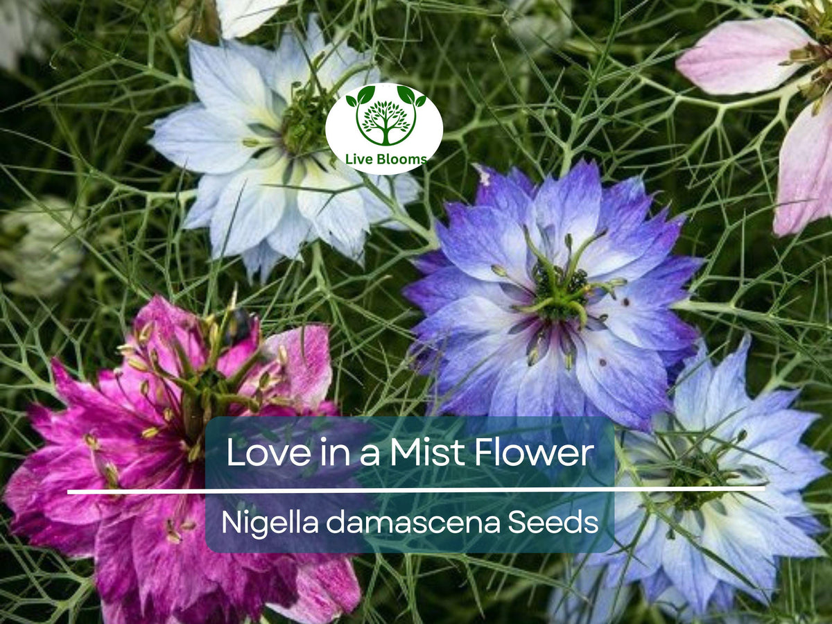 Love in a Mist Flower Seeds 500 Pack | Nigella damascena Persian Jewels Mix, Vibrant Multi-Color Annual Garden Flowers