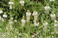 White Prairie Clover Seeds – Native Perennial, Nitrogen Fixer, Prairie Wildflower, Dalea candida, 100 Seeds