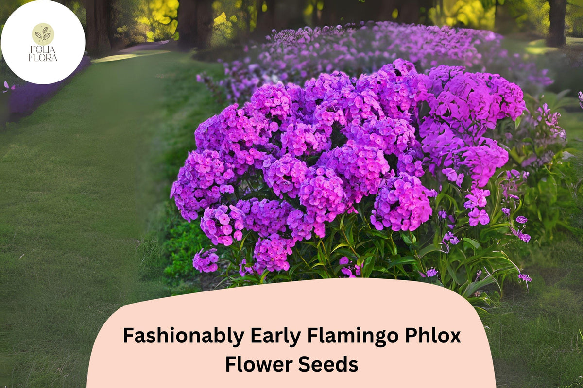 100+ Fashionably Early Flamingo Phlox Seeds – Purple Perennial Flower Seeds, Phlox hybrid for Borders, Beds & Pollinator Gardens