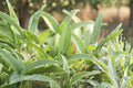 Broadleaf Sage Seeds | Culinary Herb | Aromatic Gray-Green Leaves | Salvia officinalis | Perennial Herb for Garden & Cooking