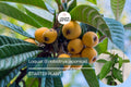 Live Loquat Tree 1’-2’ Tall | Eriobotrya japonica Fruit & Ornamental Tree for Gardens & Containers