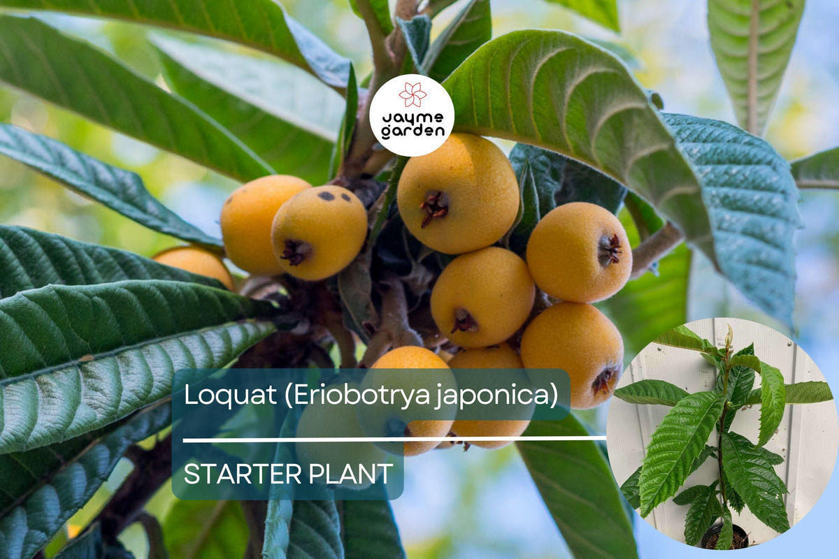 Live Loquat Tree 1’-2’ Tall | Eriobotrya japonica Fruit & Ornamental Tree for Gardens & Containers