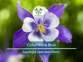 500 Seeds Columbine Blue Perennial Flower Seeds Aquilegia caerulea Native Pollinator-Friendly Garden Plant