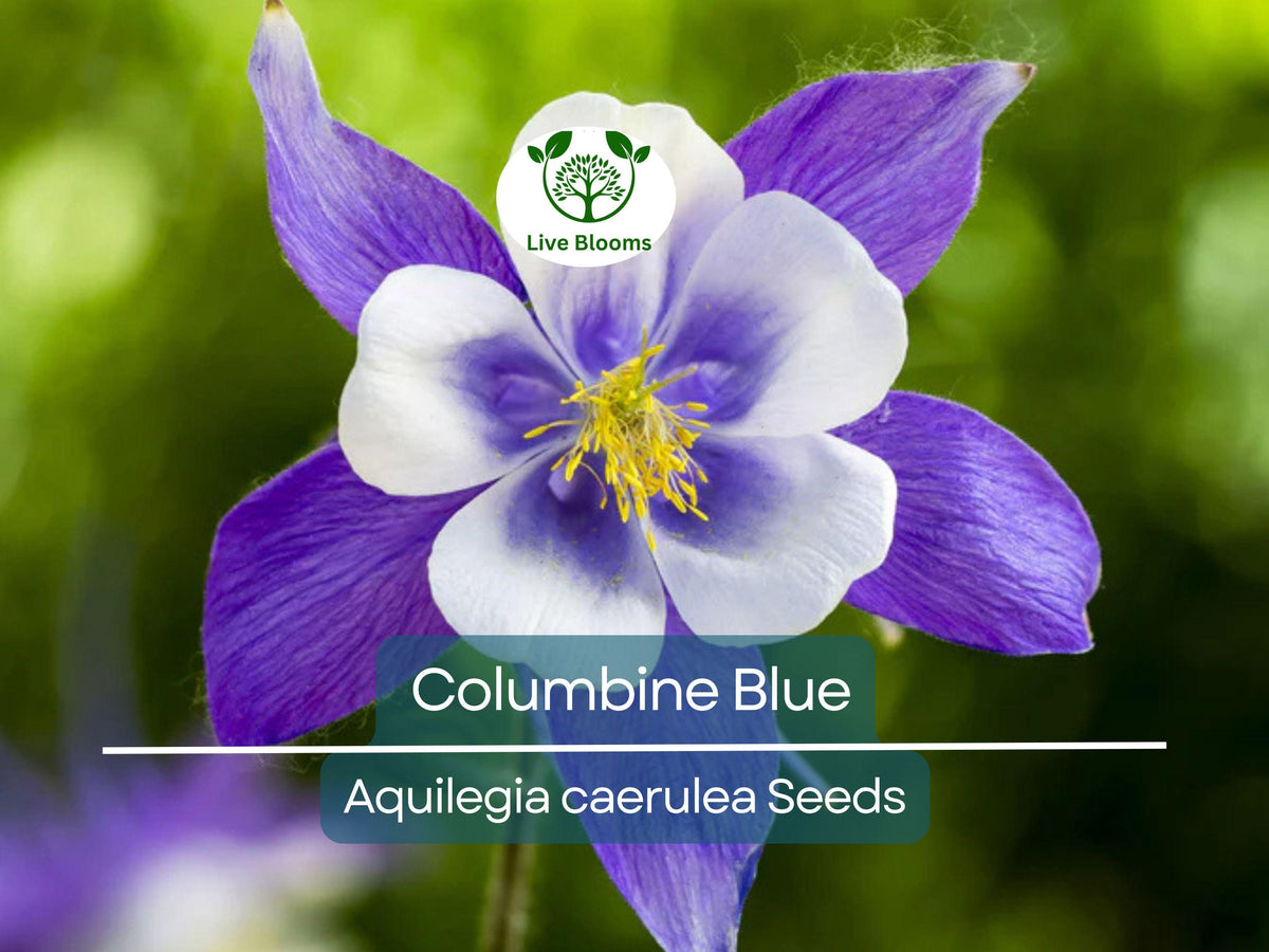 500 Seeds Columbine Blue Perennial Flower Seeds Aquilegia caerulea Native Pollinator-Friendly Garden Plant