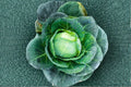 Heirloom Danish Ballhead Cabbage Seeds – Non-GMO, Green, Brassica oleracea var. capitata, 1 Gram for Home Garden, Market Growers