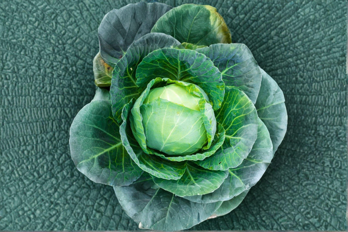 Heirloom Danish Ballhead Cabbage Seeds – Non-GMO, Green, Brassica oleracea var. capitata, 1 Gram for Home Garden, Market Growers