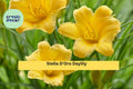 30 Bare Root Stella D’Oro Daylilies – Yellow Perennial Flowers for Borders, Reblooms All Summer, Hardy Low-Maintenance Garden Plants